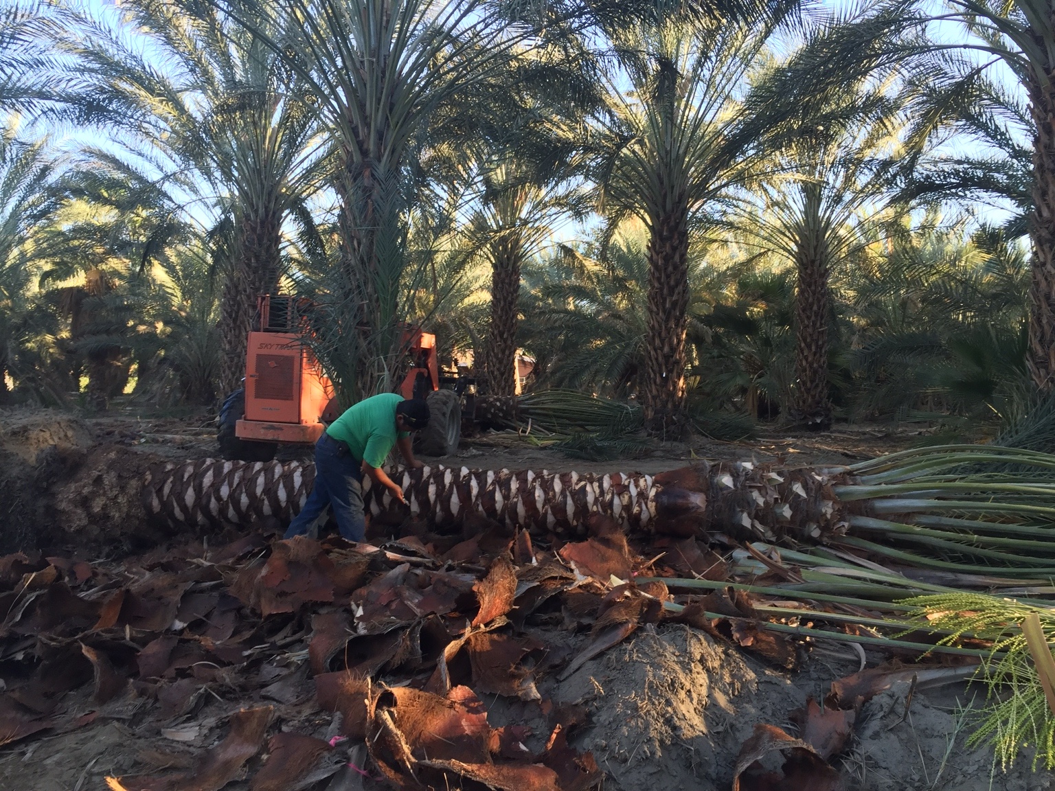 Crew member shaping the diamond-cut trunk of a freshly dug Medjool date palm