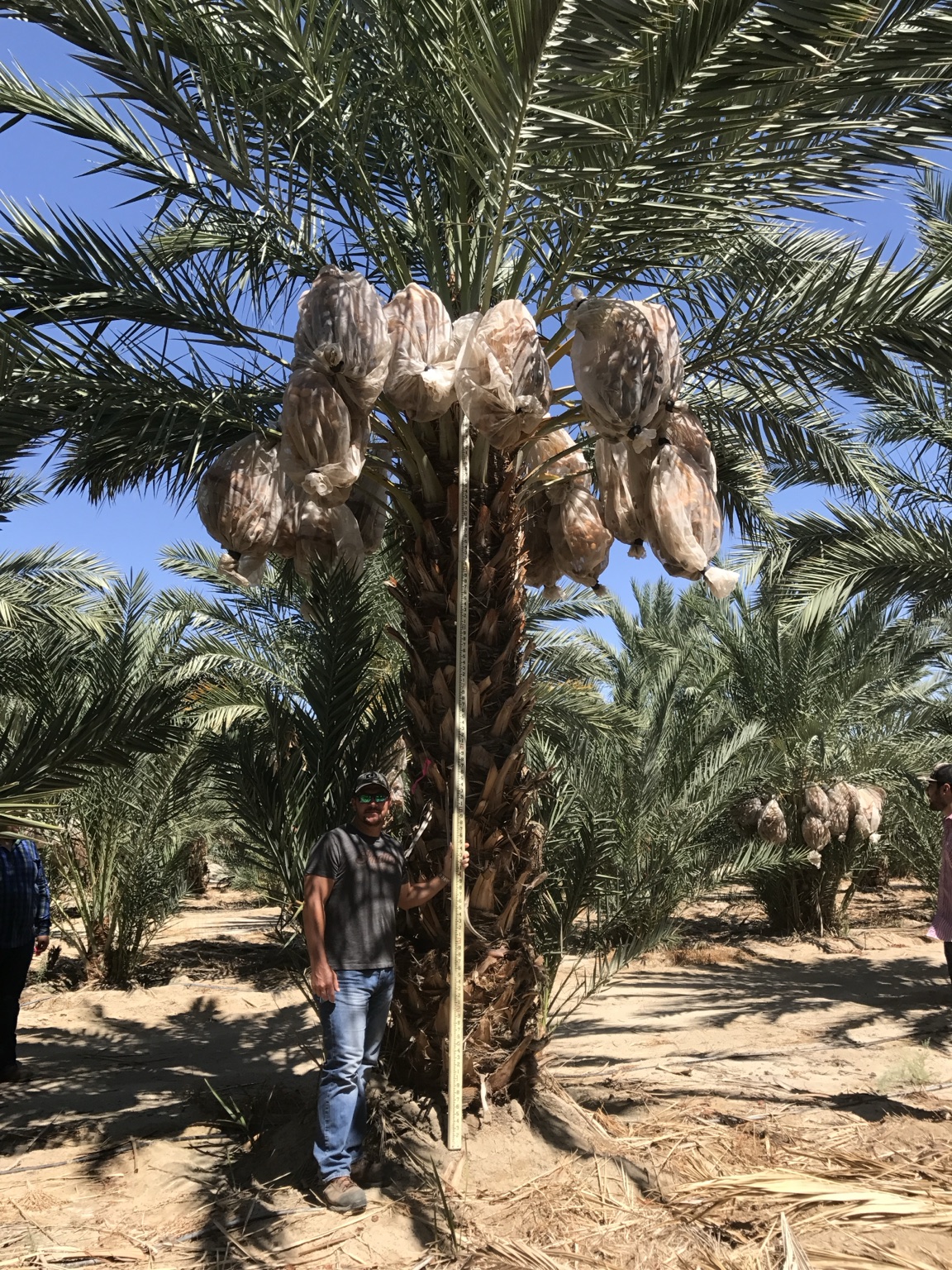 Mature fruiting Medjool date palm measured for clear-trunk specification in California