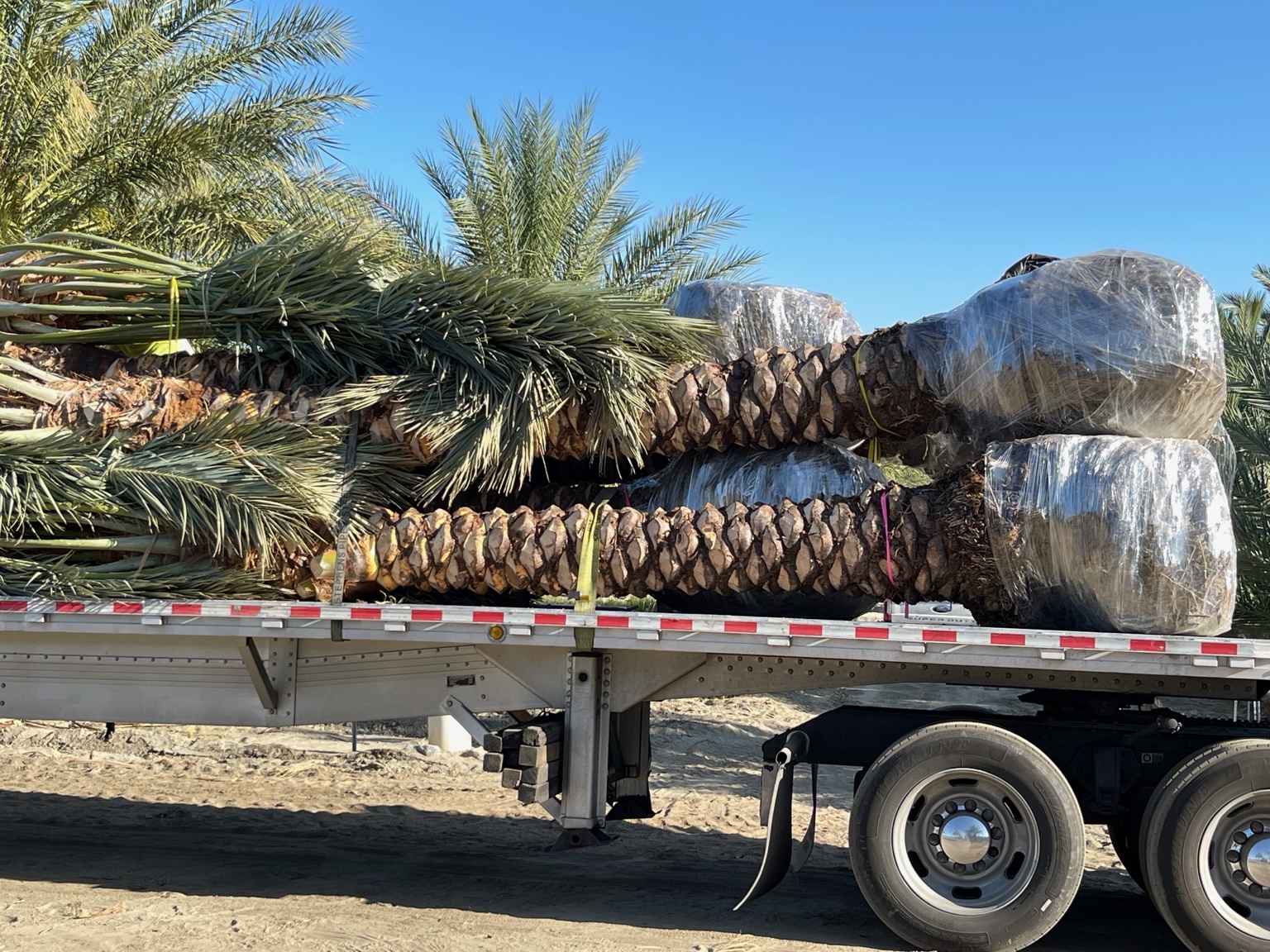 Wrapped Medjool palm root balls aligned on a flatbed trailer